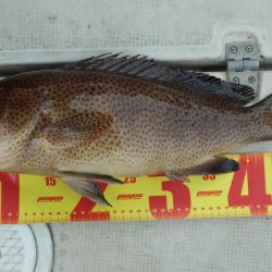 根魚狙いインチク・タイラバ