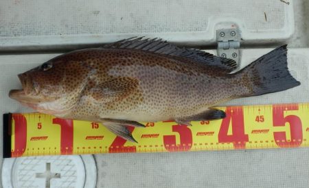 根魚狙いインチク・タイラバ