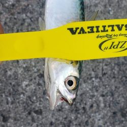 アジング@泉佐野