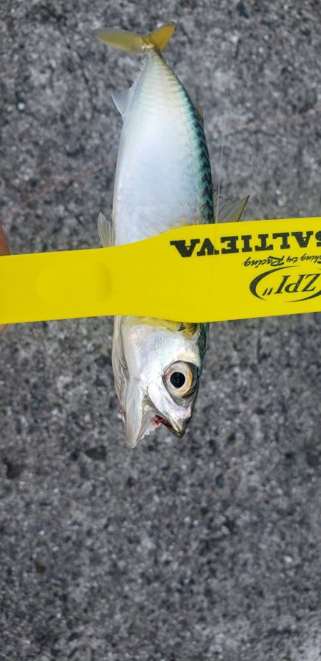 アジング@泉佐野