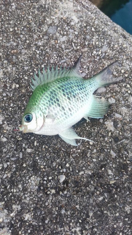 那覇港でブッコミ小物釣り