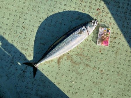 伝馬船での完全ふかせに天秤ふかせ釣り