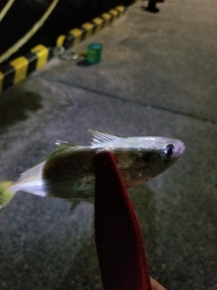 仕事帰りに🎣