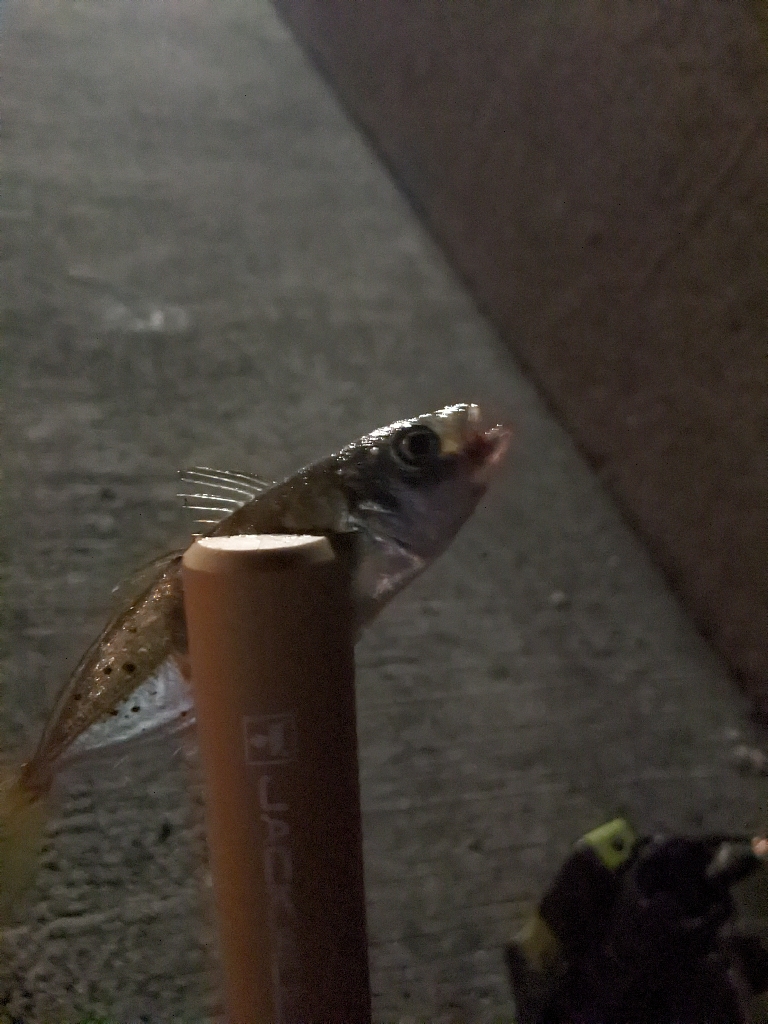 久々のエリアで久々のライトゲーム