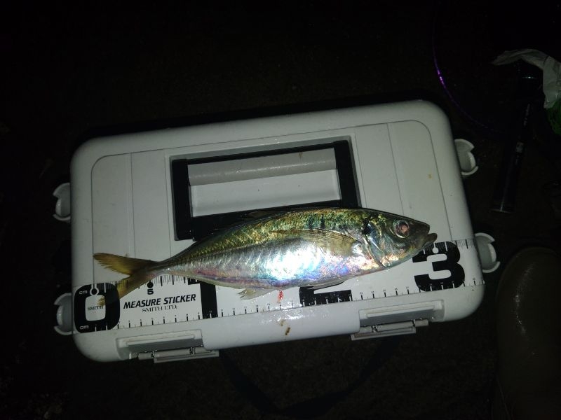 (尺アジ)フロートゲーム～