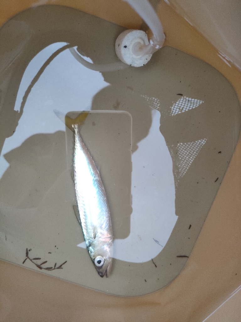 アジとタコ探し