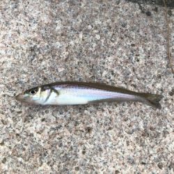 ちょい投げ釣り