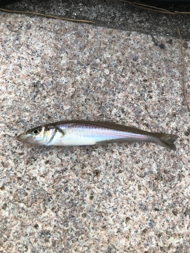 ちょい投げ釣り