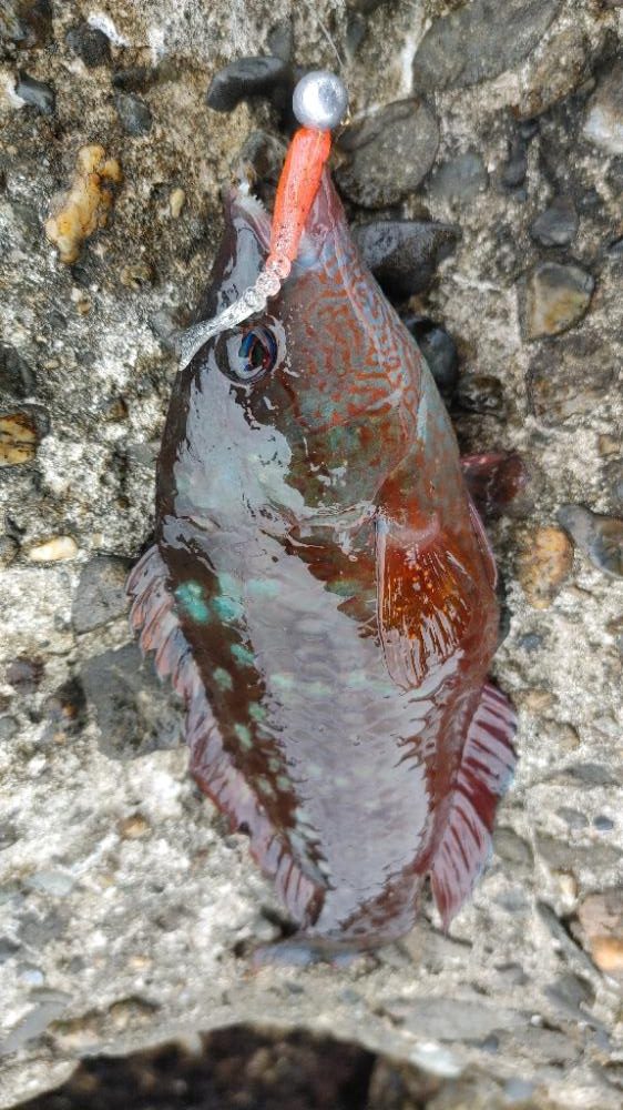 岬町ライトゲーム4