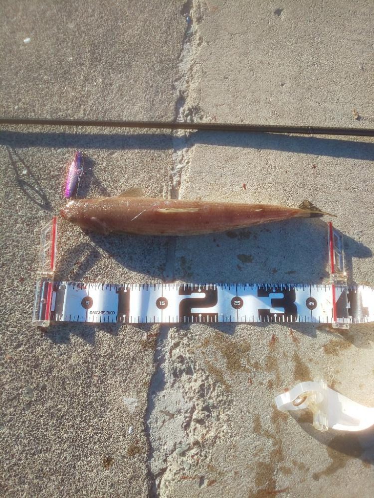 ﾀﾞｲｿｰｼﾞｸﾞ良い仕事しますね〜