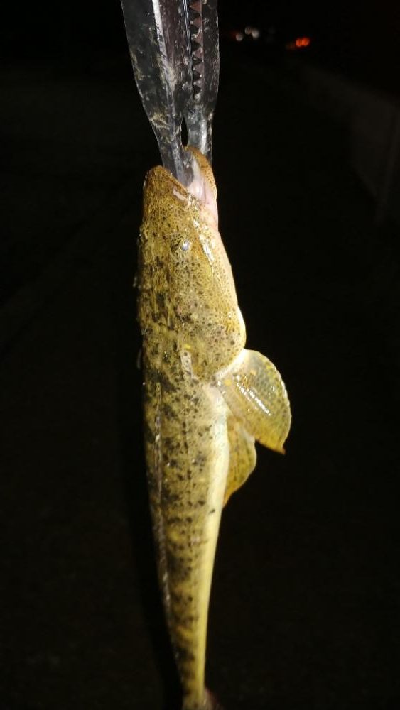 #1000スプール再テストライトソルト釣行