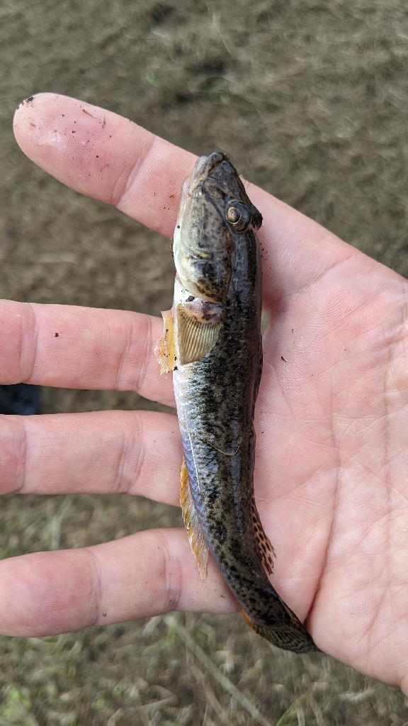 今期の旧中はいいです