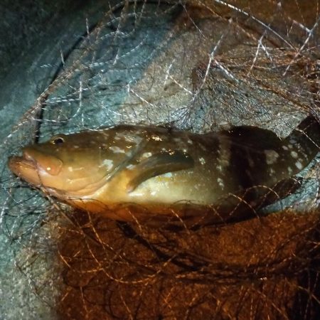 エビ撒き　アコウ