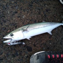 アジ狙いのはずなんです