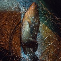 エビ撒き アコウ狙い