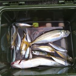 爆風でダメでした。😭