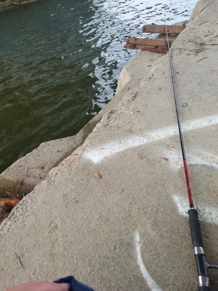 餌なしサビキにて