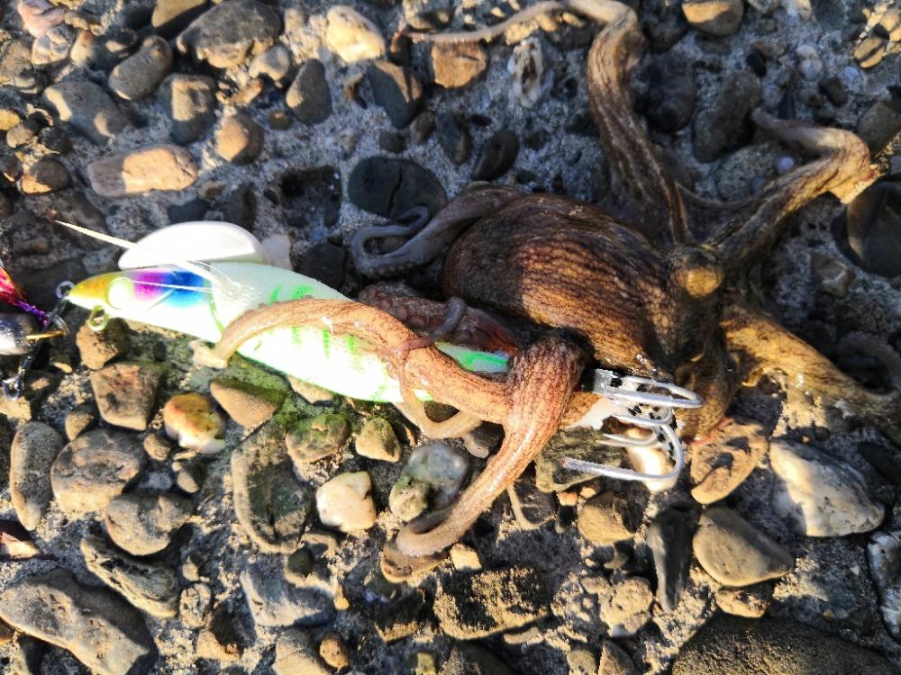 オクトパッシング 5