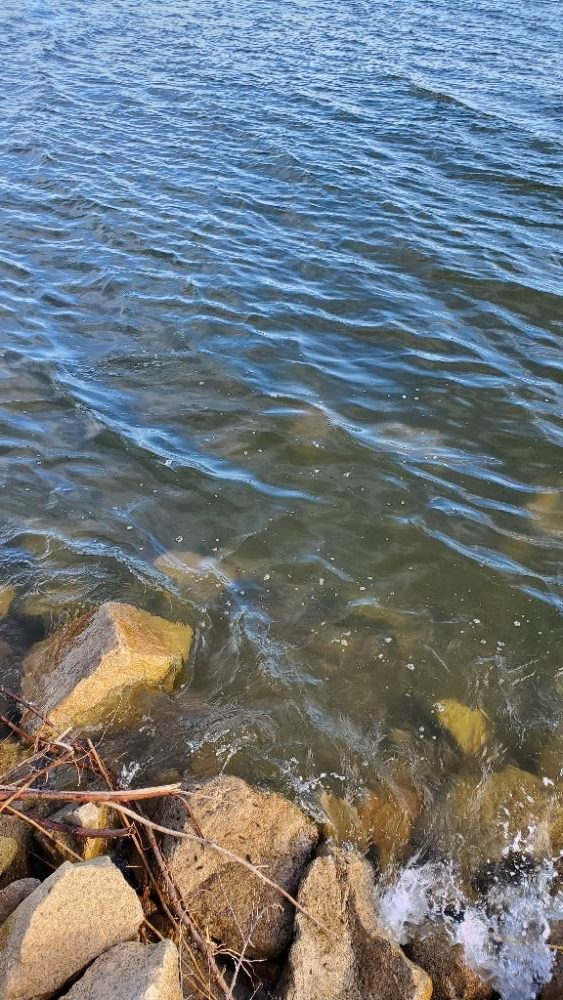 今日はボトムワインド&リトリーブ