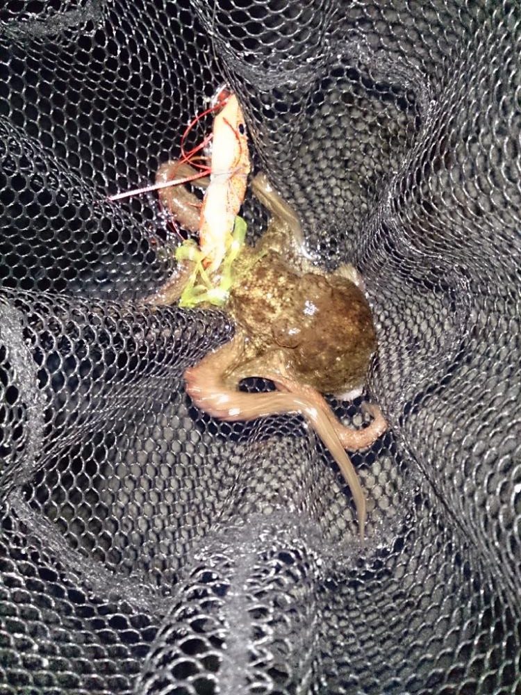 オクトパッシング