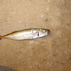 タコとアジ狙い