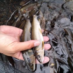 鮎釣り