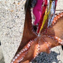 オクトパッシング 14