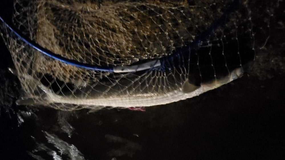 河川の上げは苦手