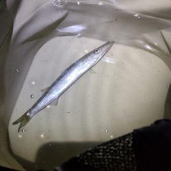 タコ探しつつアジも