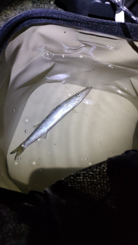 タコ探しつつアジも