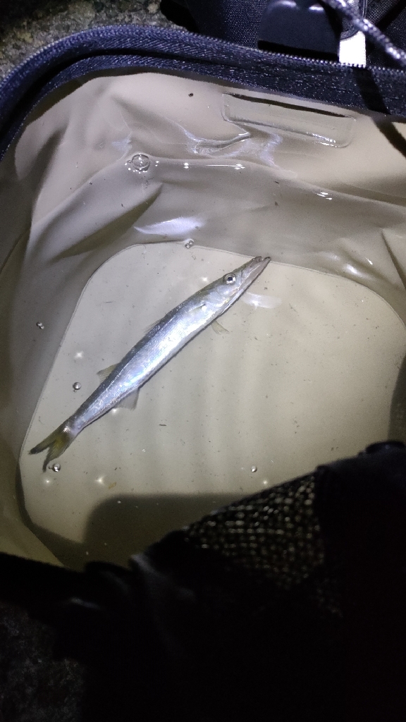 タコ探しつつアジも