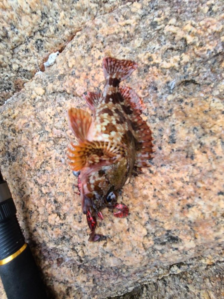 色々釣れました