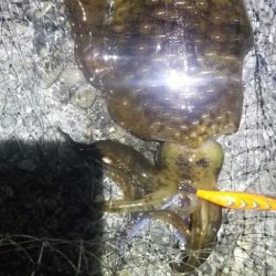 エギングメインの五目釣り