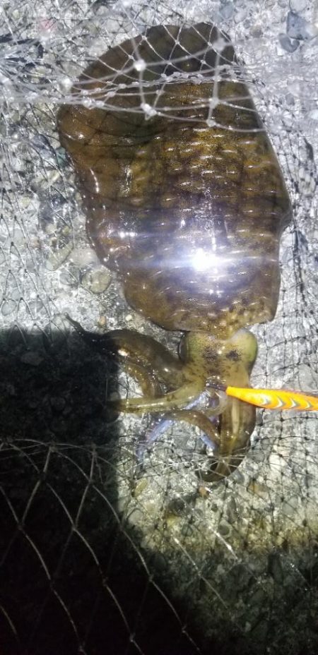 エギングメインの五目釣り