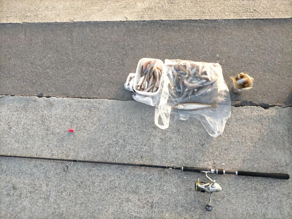 シロギス 大漁!