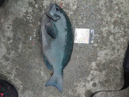 クロ釣り(畝刈)