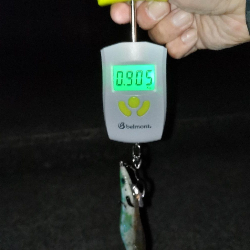 連日のエギング