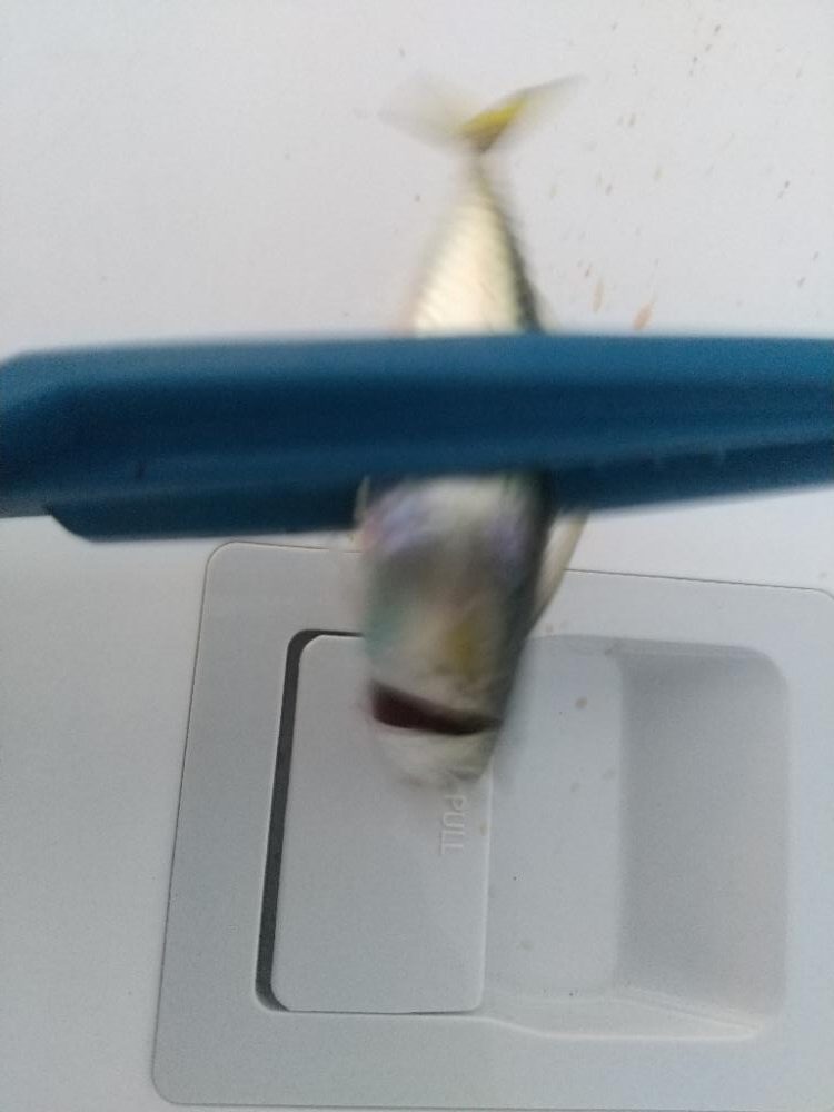 久しぶりのウキ釣り