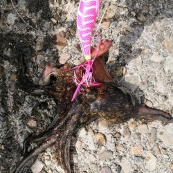 オクトパッシング 16