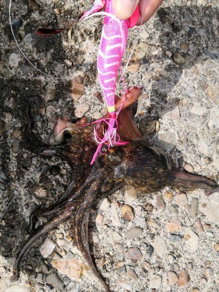 オクトパッシング 16