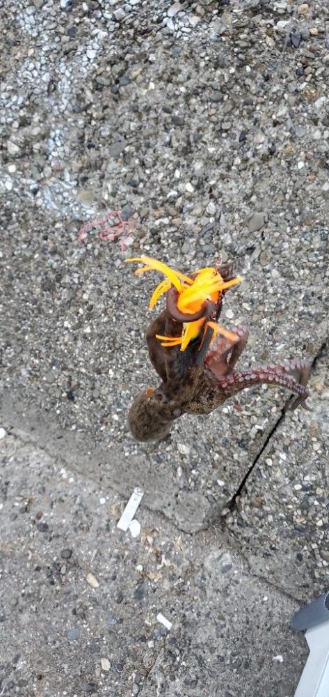 煮干し効果で爆釣❤️