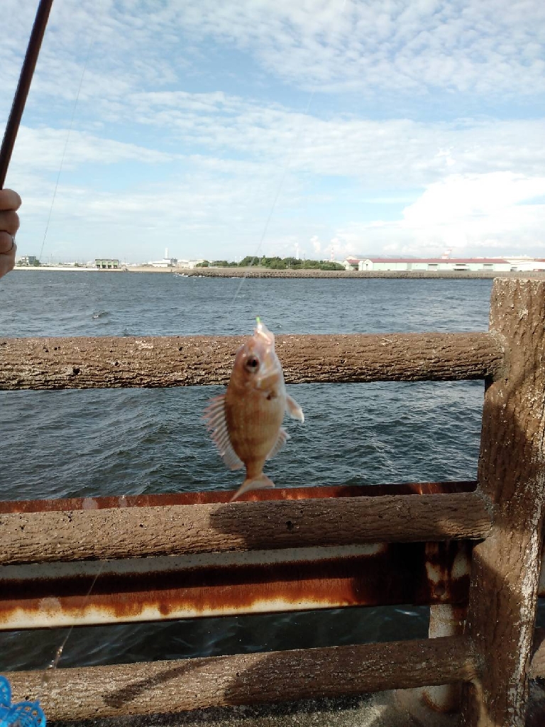 ファミリーサビキ