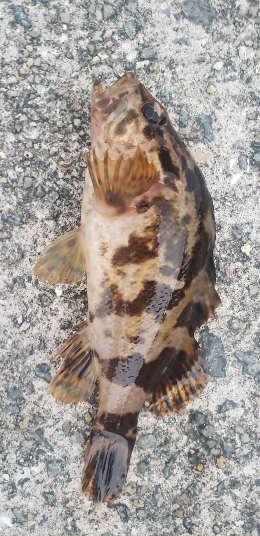 アジ探し@佐野漁港