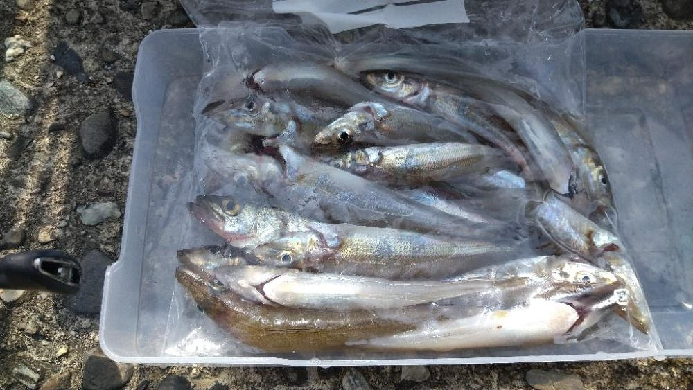 チョイ投げでキス釣り〜風が強い日は〜