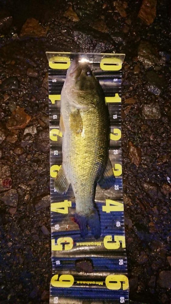 ビッグベイト縛り