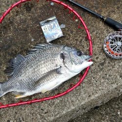 チヌ釣りメインで五目釣り狙いに