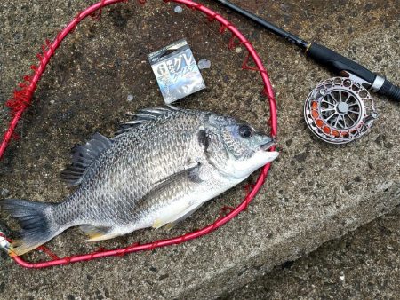 チヌ釣りメインで五目釣り狙いに