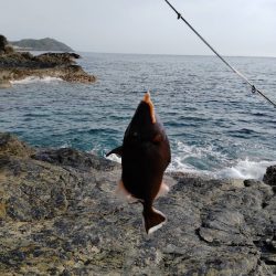 ナノラバ万能すぎ