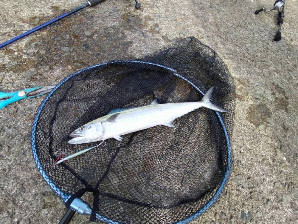 ナブラ撃ちでサゴシ2匹!!