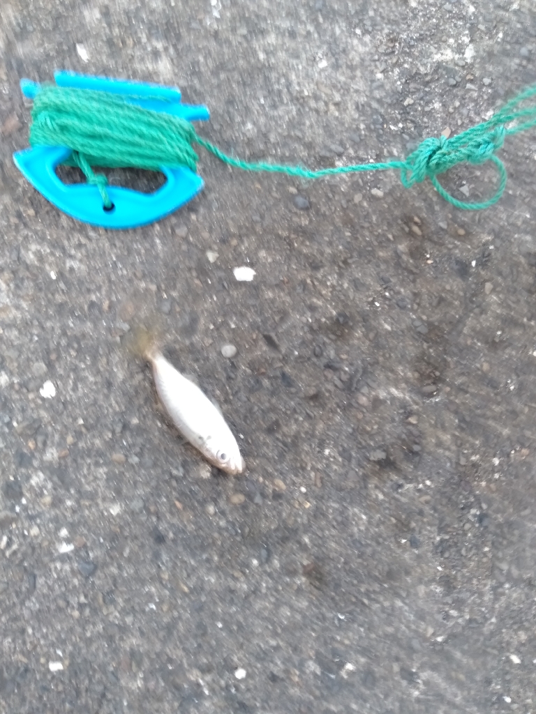 のんびりアジ釣り